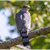 Cooper's Hawk