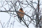 Red-shouldered Hawk