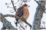 Red-shouldered Hawk