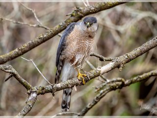 Cooper's Hawk