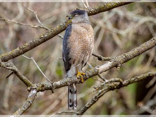 Cooper's Hawk