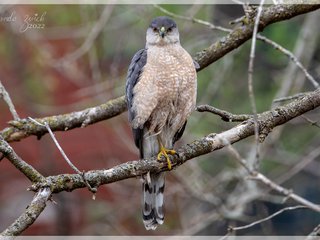 Cooper's Hawk