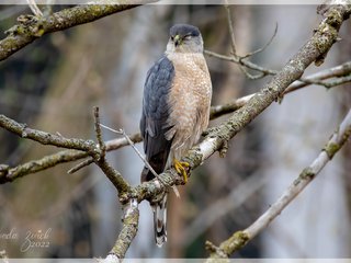 Cooper's Hawk