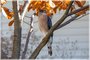 Cooper's Hawk