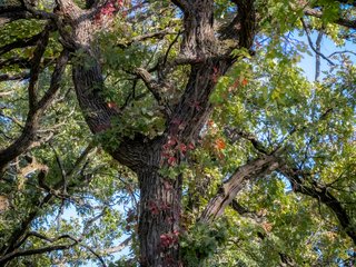 Virginia Creeper Climbing up an Oak