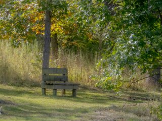 A Bench on the Path