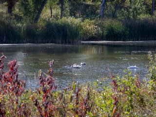 Bulrush Pond