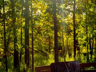 Morning Light on the Firepit