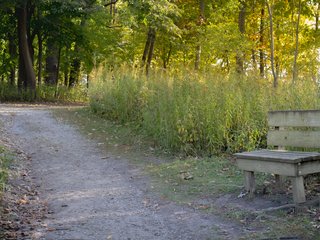 Bench along the Trail