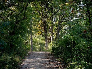Burr Oak Path