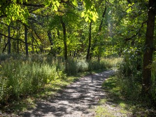 Burr Oak Path