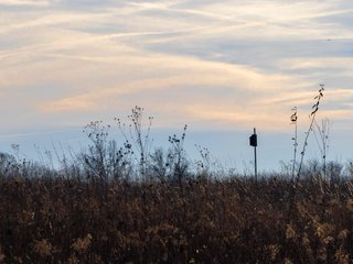 Birdhouse in Phantom Prairie