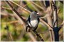 Dark-eyed Junco