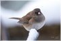 Dark-eyed Junco