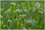 Dogbane