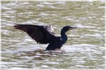 Double-crested Cormorant