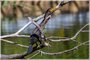 Double-crested Cormorant