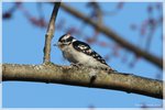 Downy Woodpecker