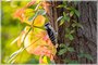 Downy Woodpecker