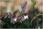 Dutchman's Breeches