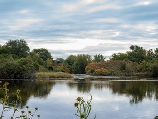 The Pond