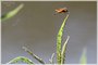 Eastern Amberwing And Red Aphids