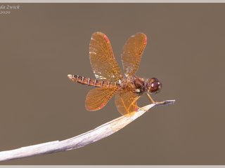 Eastern Amberwing