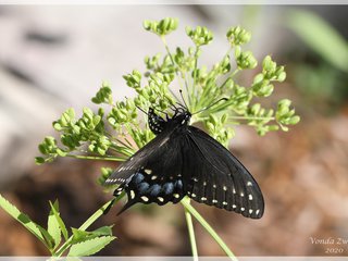 Eastern Black Swallowtail on Golden Alexander