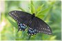 Eastern Black Swallowtail