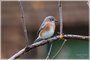 Eastern Bluebird