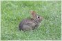 Eastern Cottontail