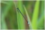 Eastern Forktail Male