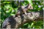 Eastern Gray Squirrel