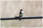 Eastern Phoebe