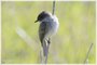 Eastern Phoebe