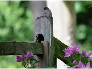 Eastern Phoebe