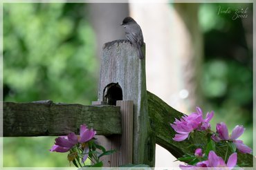Eastern Phoebe