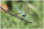 Eastern Pondhawk