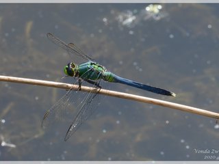 Immature Male Eastern Pondhawk