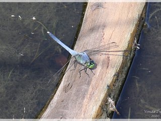 Male Eastern Pondhawk