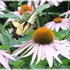 Eastern Tiger Swallowtail