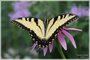 Eastern Tiger Swallowtail