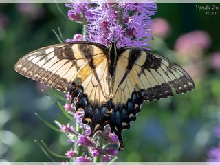 Eastern Tiger Swallowtail Female