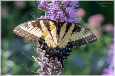 Eastern Tiger Swallowtail Female