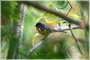 Eastern Towhee