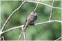 Eastern Wood-Pewee