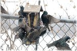 Flock of European Starlings