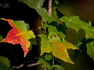 The Arrival of Fall