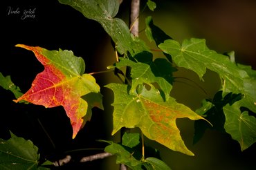 The Arrival of Fall