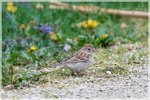 Field Sparrow